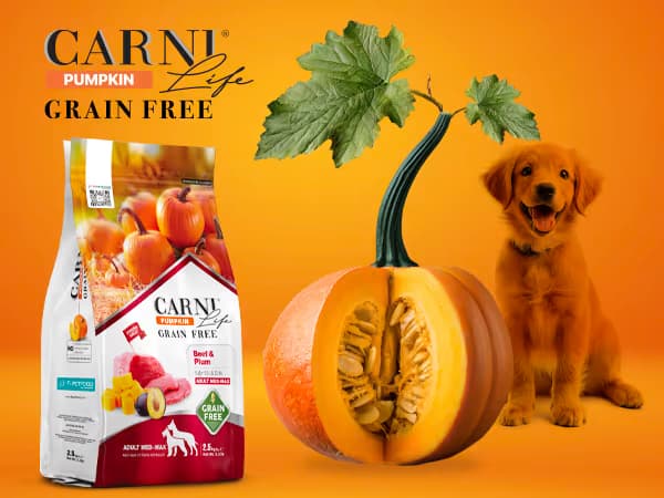 Carni Life Pumpkin