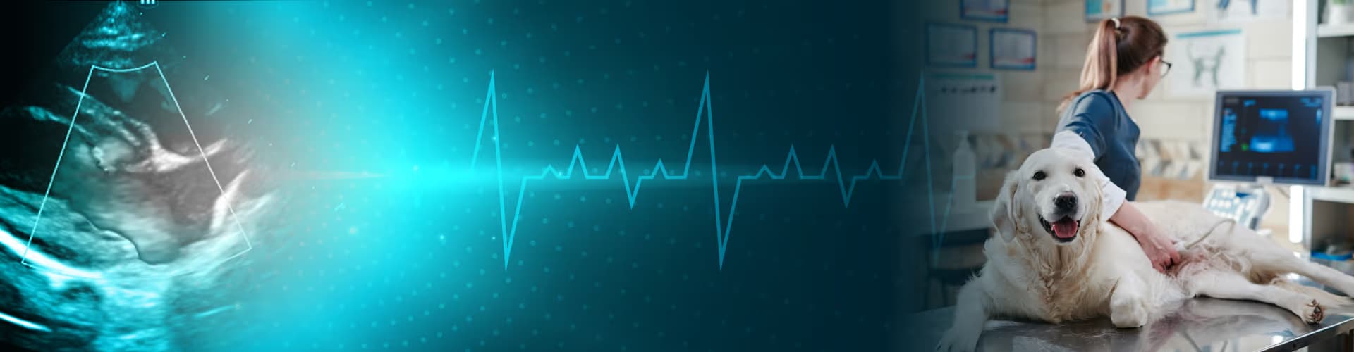 Ultrasonografi