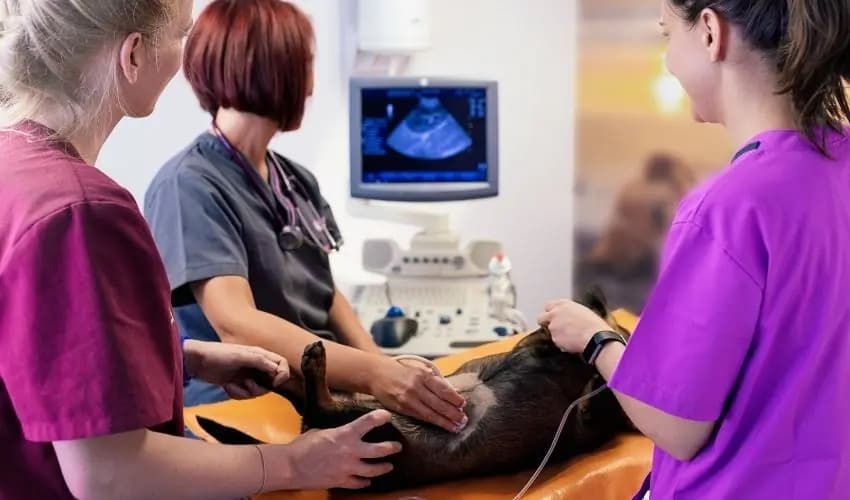 Ekokardiyografiye Giriş: Görüntü Düzlemleri, Anatomik Odaklar ve Yorumlama Prensipleri
